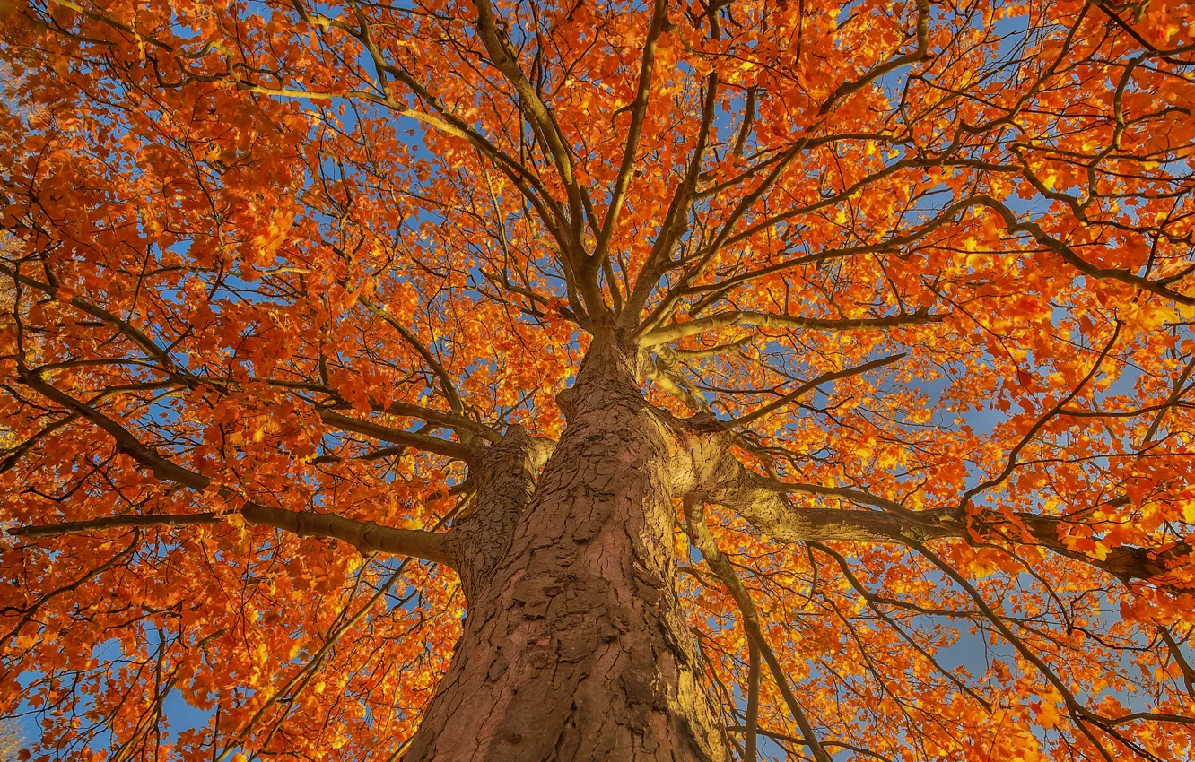 Photo wallpaper autumn, leaves, trees, branches, trunk