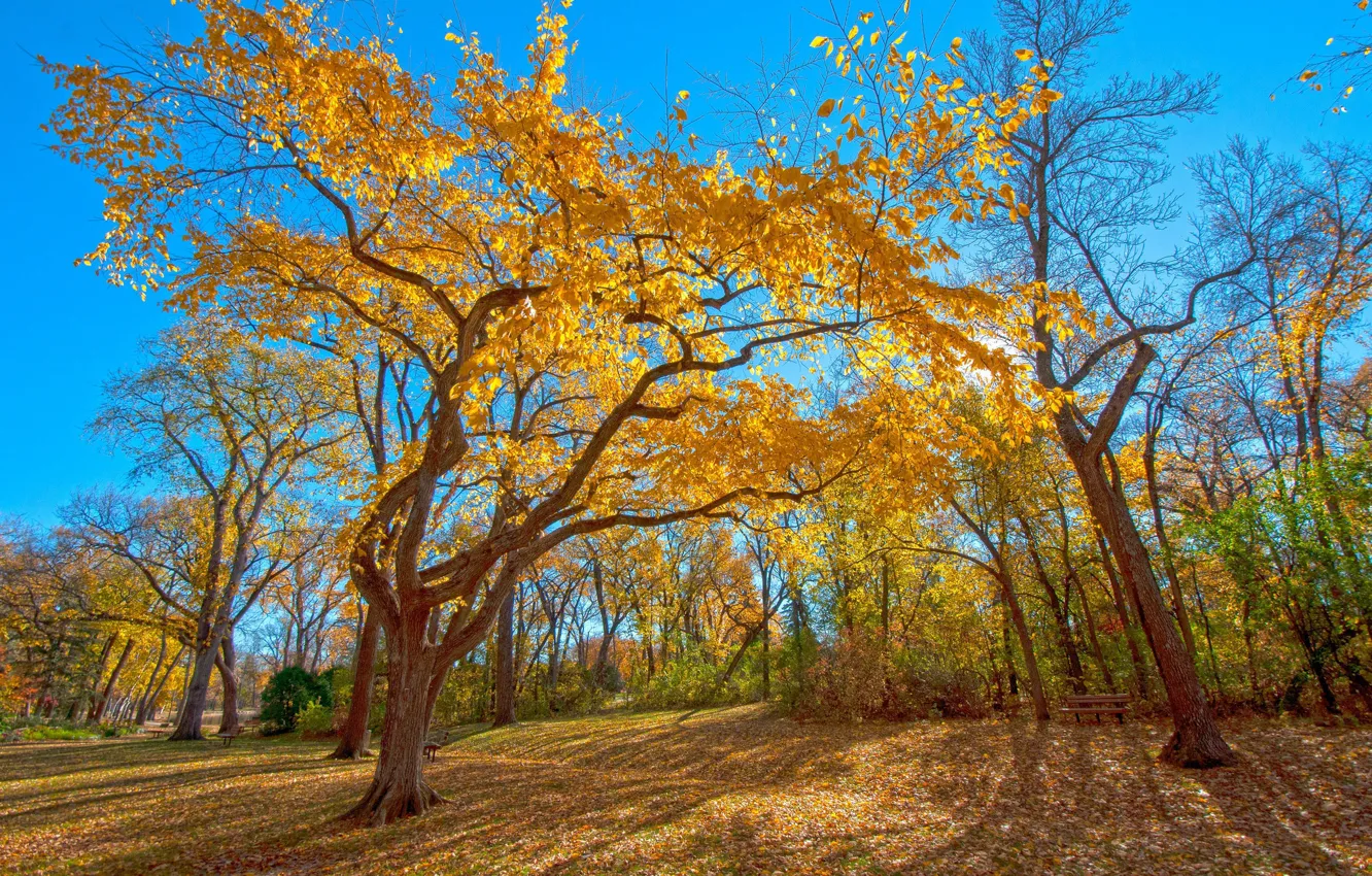 Photo wallpaper autumn, the sky, trees, Park