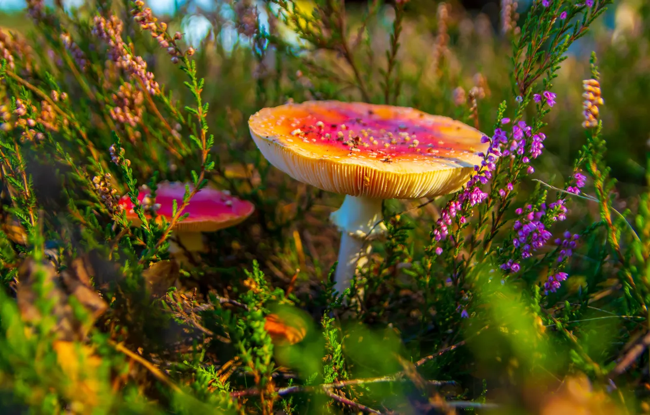 Photo wallpaper glade, mushrooms, mushroom