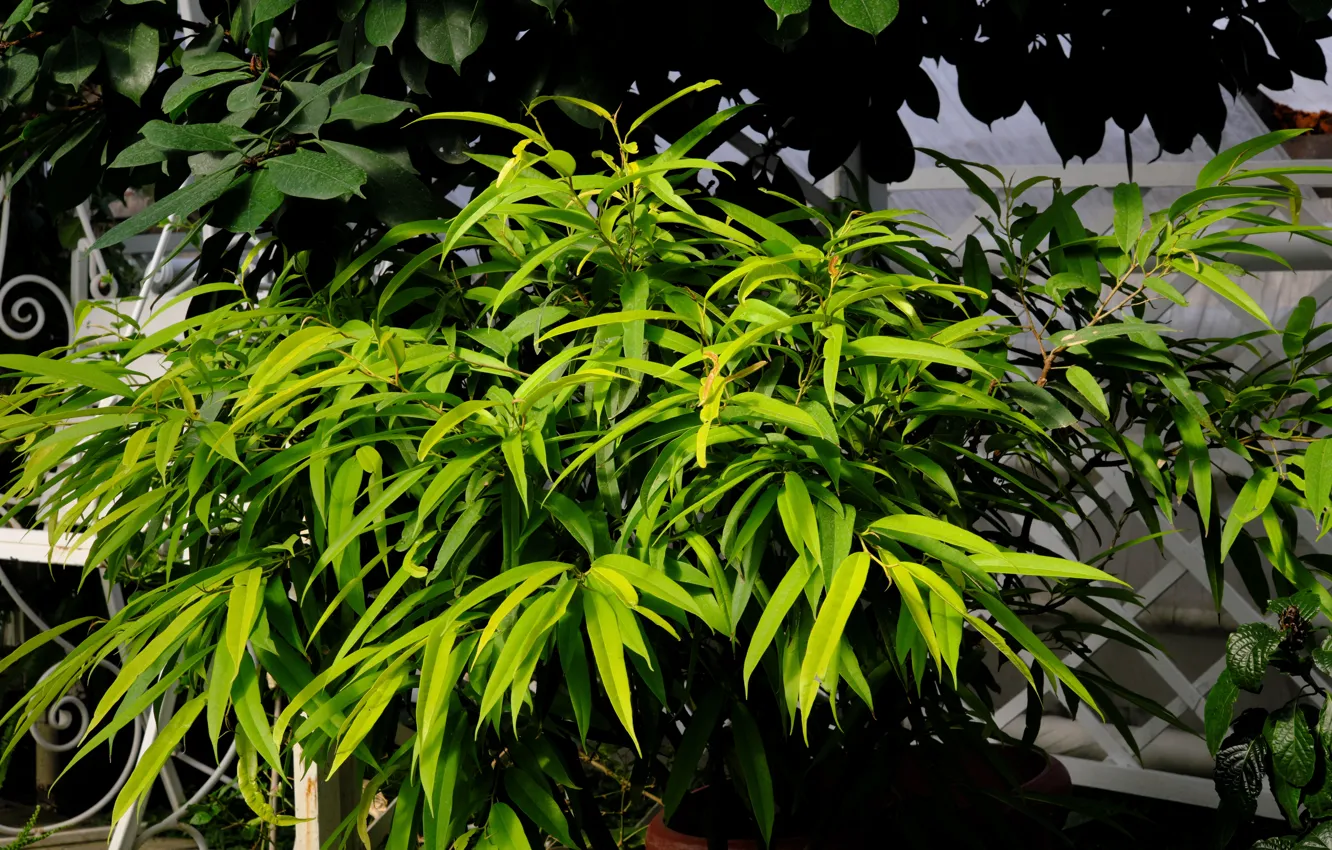 Photo wallpaper nature, green, plant