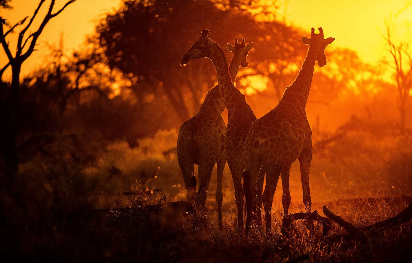 Photo wallpaper sunset, giraffe, Savannah