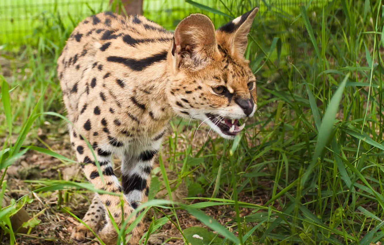 Photo wallpaper cat, grass, fangs, Serval