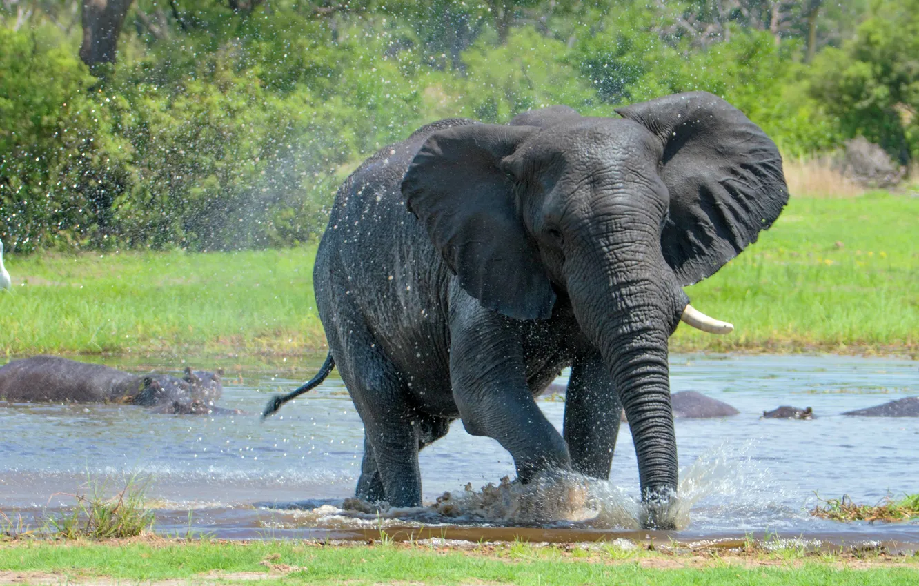 Photo wallpaper water, squirt, nature, river, shore, elephant, bathing, Hippo