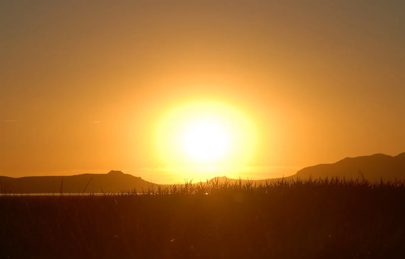 Photo wallpaper grass, the sun, sunset