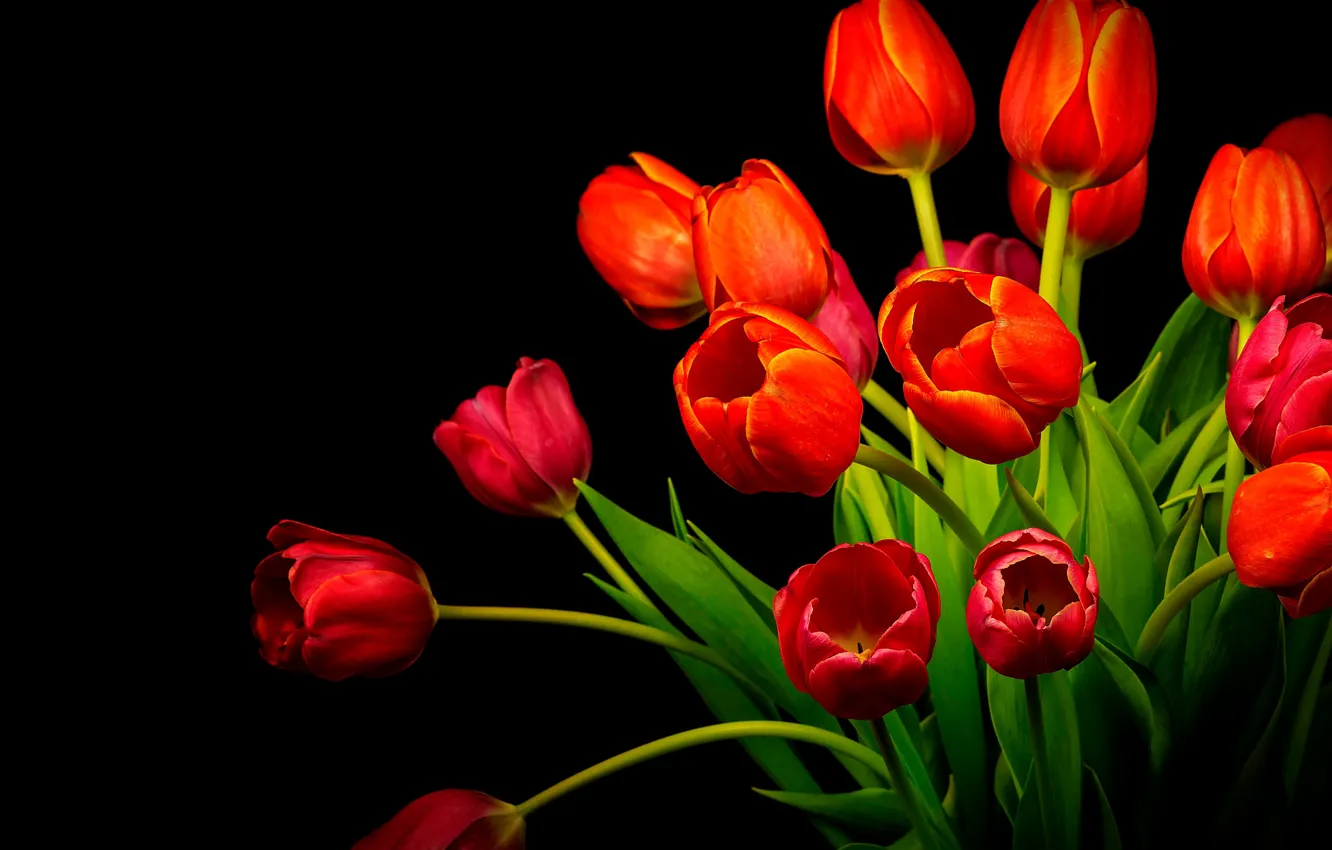 Photo wallpaper bouquet, tulips, red, black background