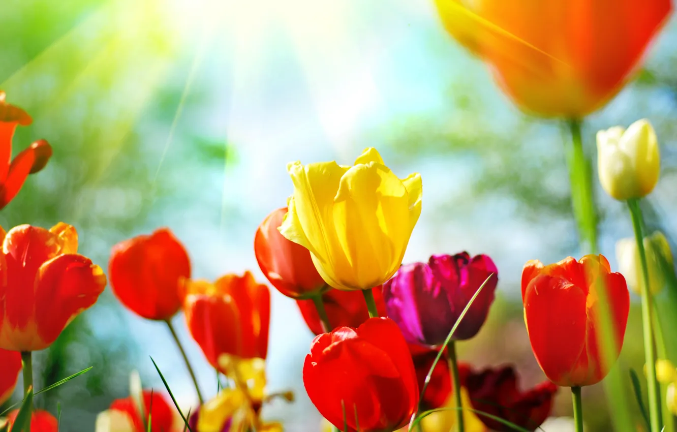 Photo wallpaper flowers, nature, spring, tulips, buds, tulips