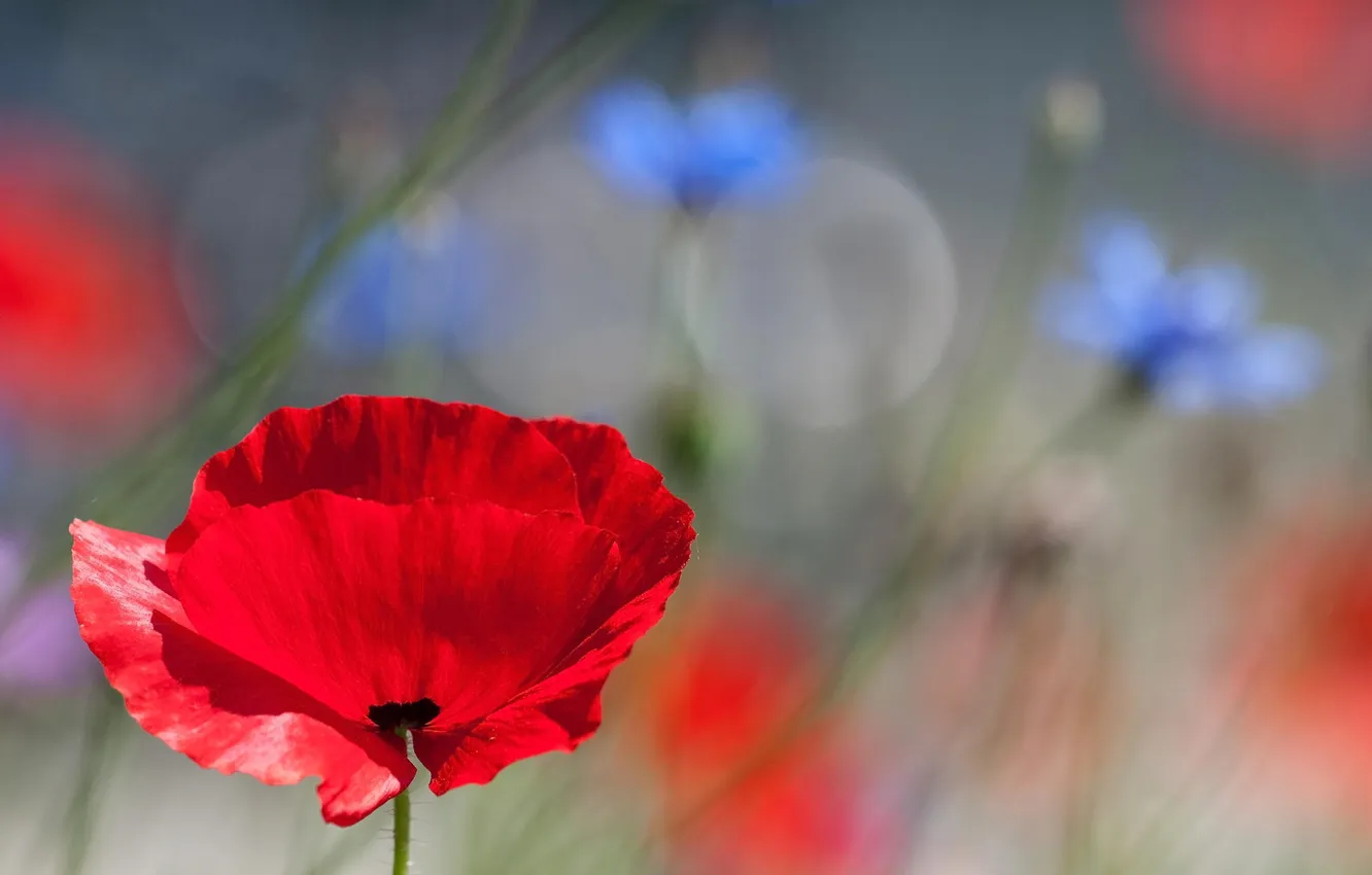 Photo wallpaper macro, flowers, red, Mac, len, field