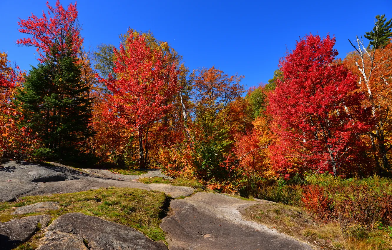Photo wallpaper autumn, the sky, trees, stones, rocks