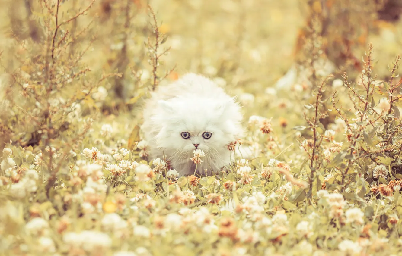 Photo wallpaper cat, clover, white