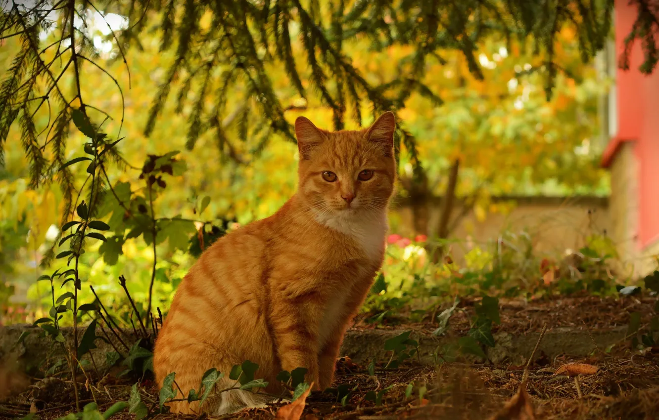 Photo wallpaper Cat, Autumn, Autumn, Cat