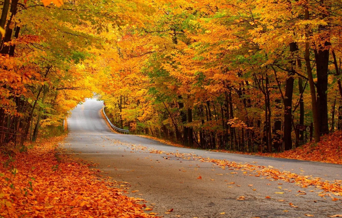 Photo wallpaper road, autumn, forest, yellow foliage