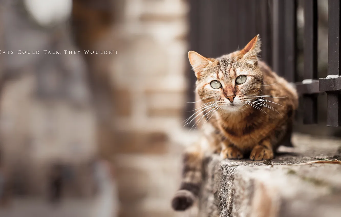 Photo wallpaper cat, background, street