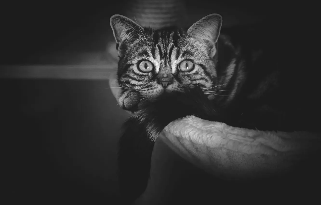 Photo wallpaper cat, cat, look, the dark background, lies, fur, kitty, face