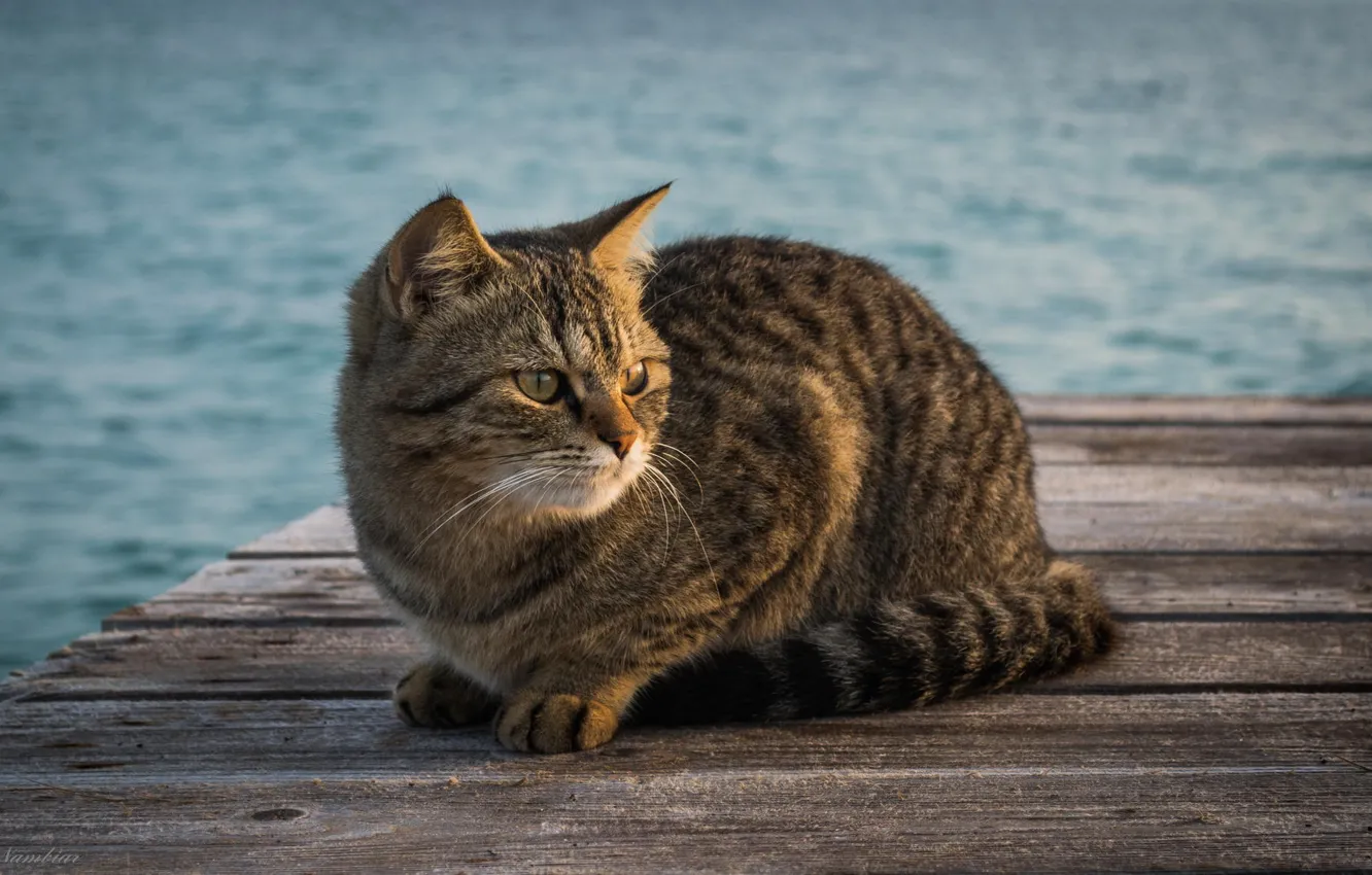 Photo wallpaper cat, water, wool, pier