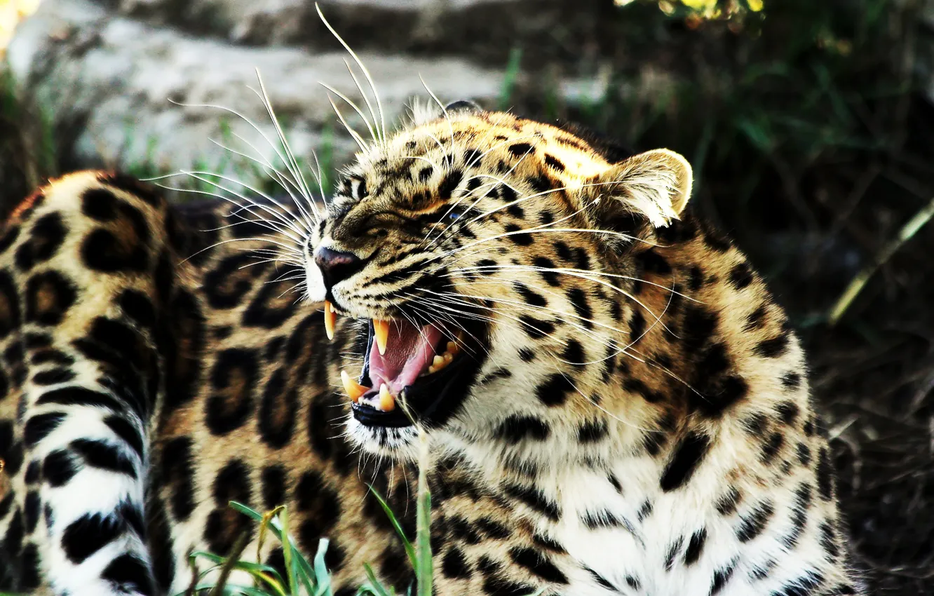 Photo wallpaper leopard, fangs, grin, lies, growls