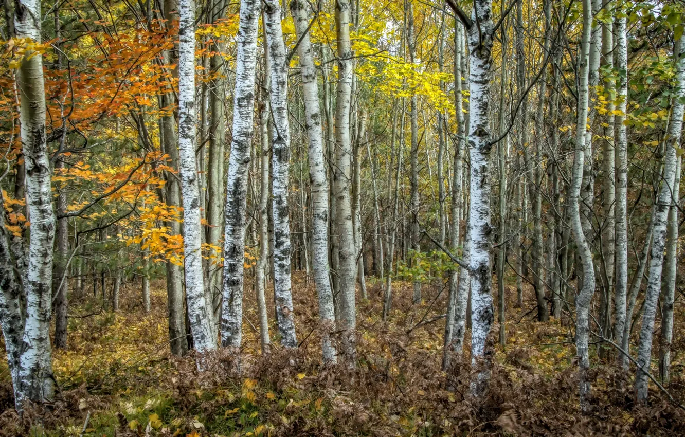 Photo wallpaper autumn, forest, nature, birch