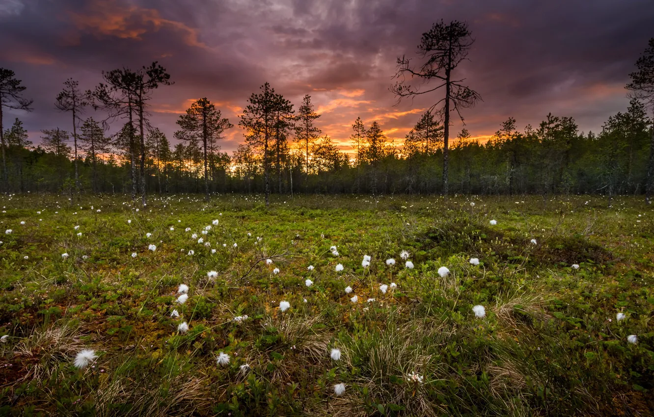 Photo wallpaper forest, summer, sunset, flowers