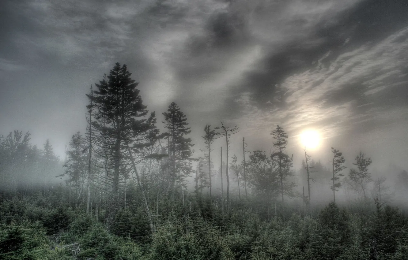 Photo wallpaper forest, the sun, trees, fog