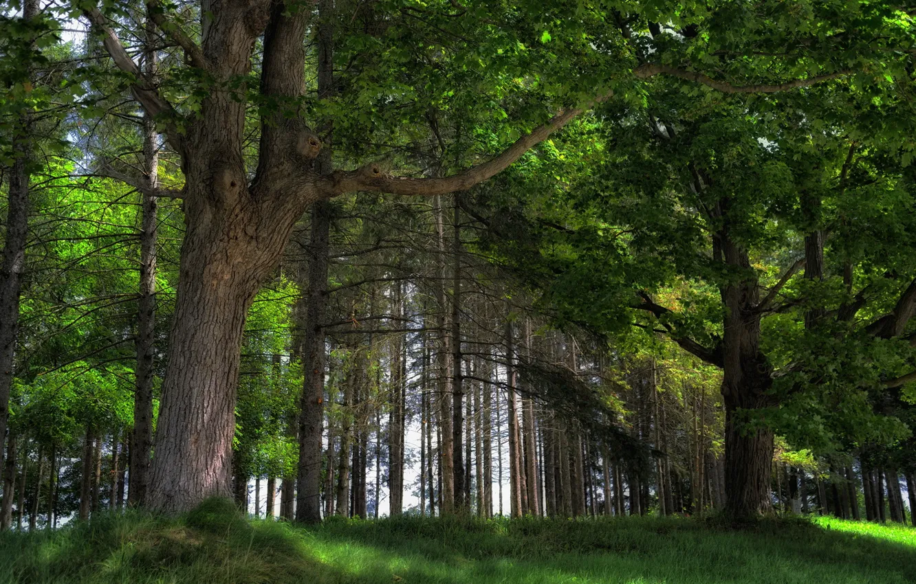 Photo wallpaper forest, summer, nature