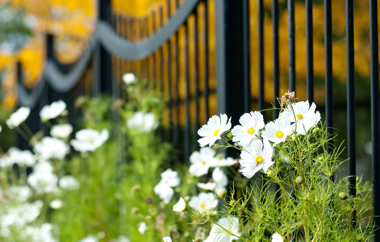 Photo wallpaper greens, white, macro, flowers, widescreen, Wallpaper, vegetation, the fence