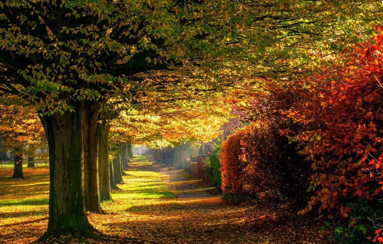 Photo wallpaper road, autumn, forest, leaves, trees, nature, Park, colors