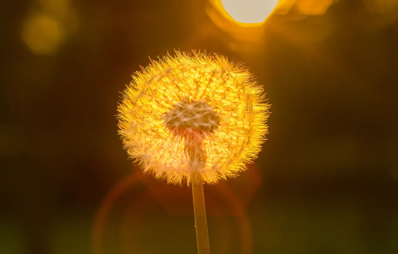 Photo wallpaper dandelion, at sunset, blur bokeh