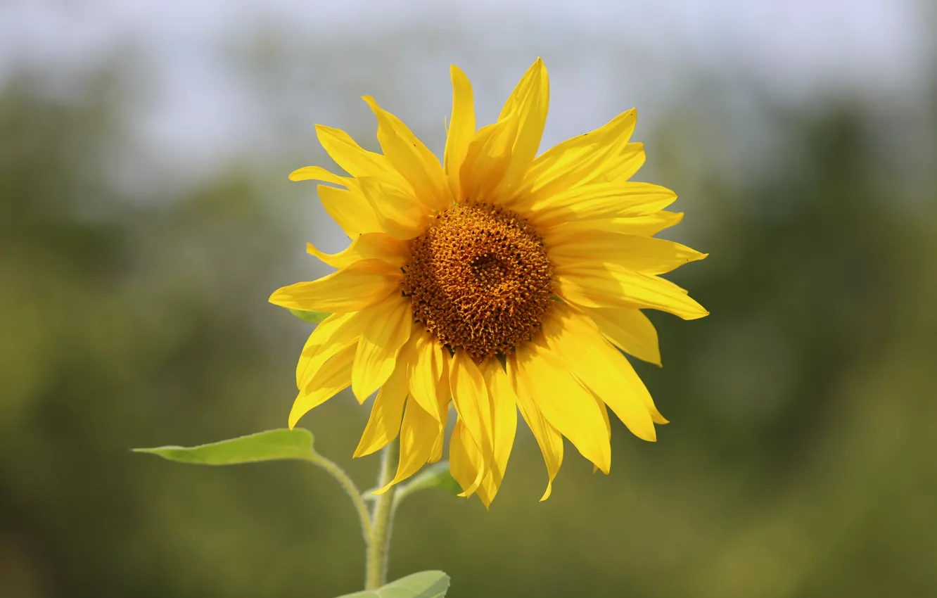 Photo wallpaper yellow, background, sunflower, petals