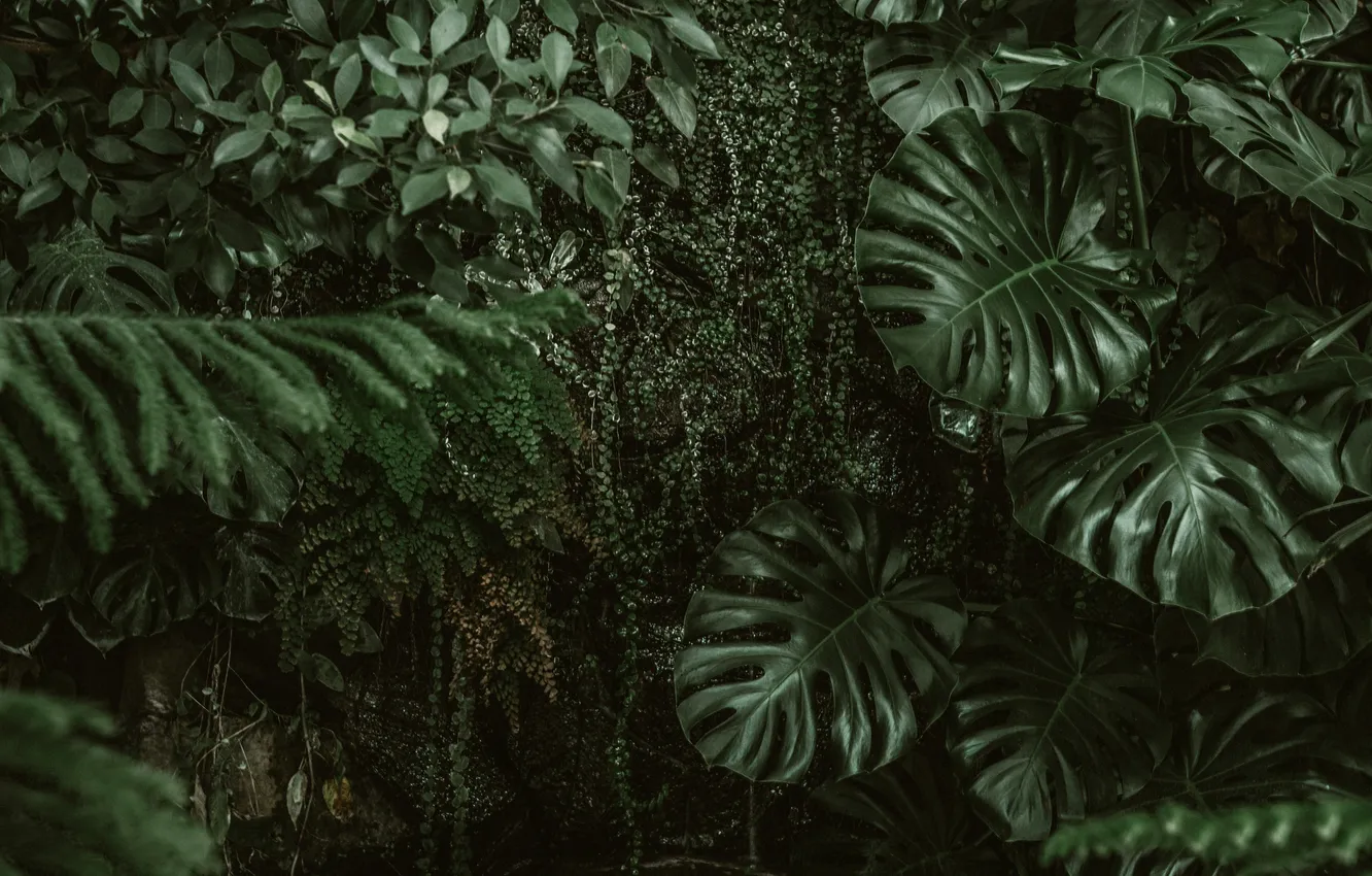 Photo wallpaper leaves, nature, plant, jungle, monster