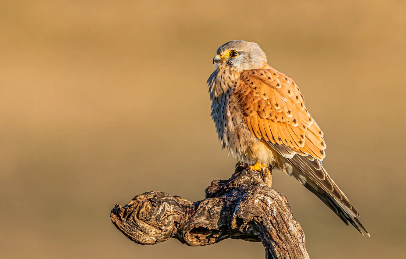 Photo wallpaper branches, background, bird, Falcon, bitches, Kestrel