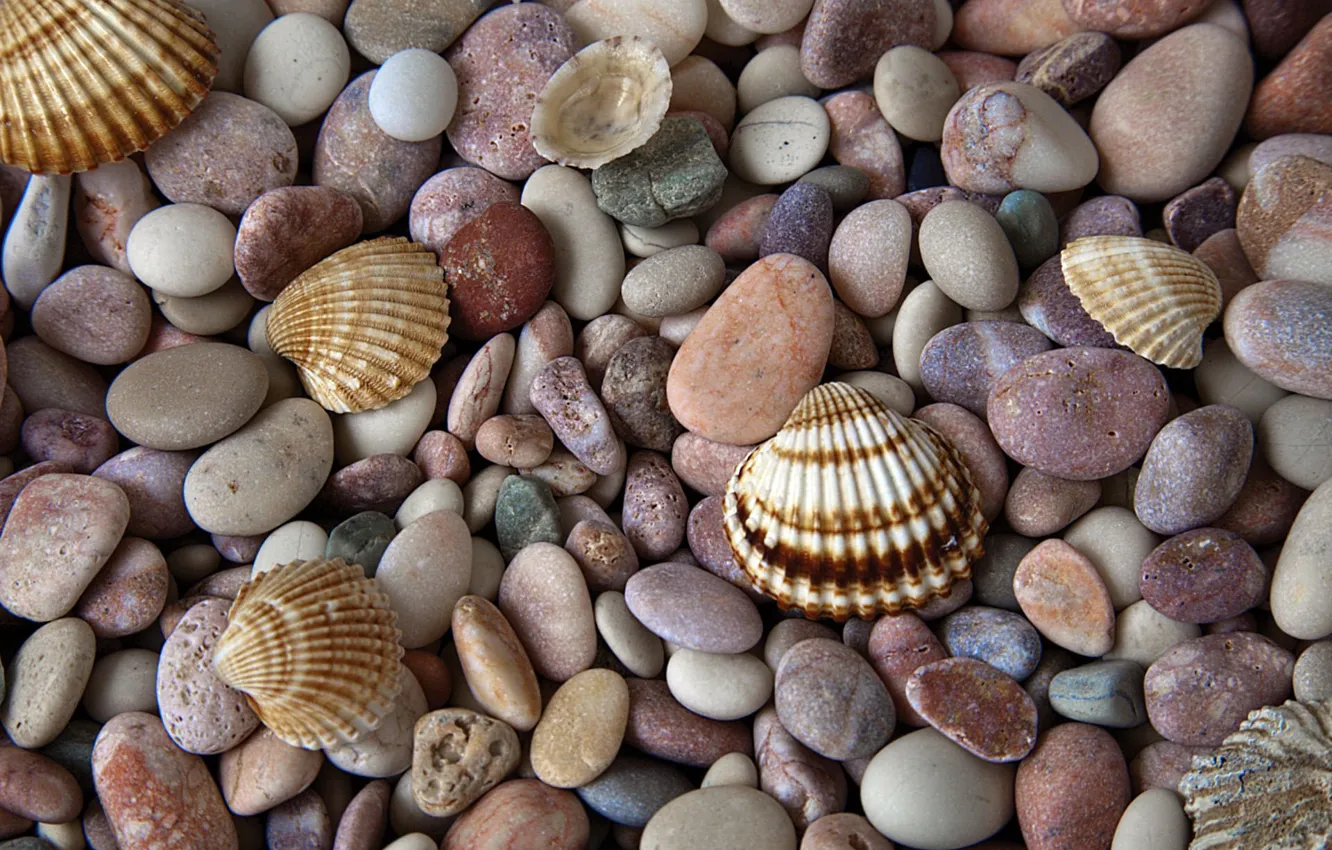 Photo wallpaper macro, stones, shell