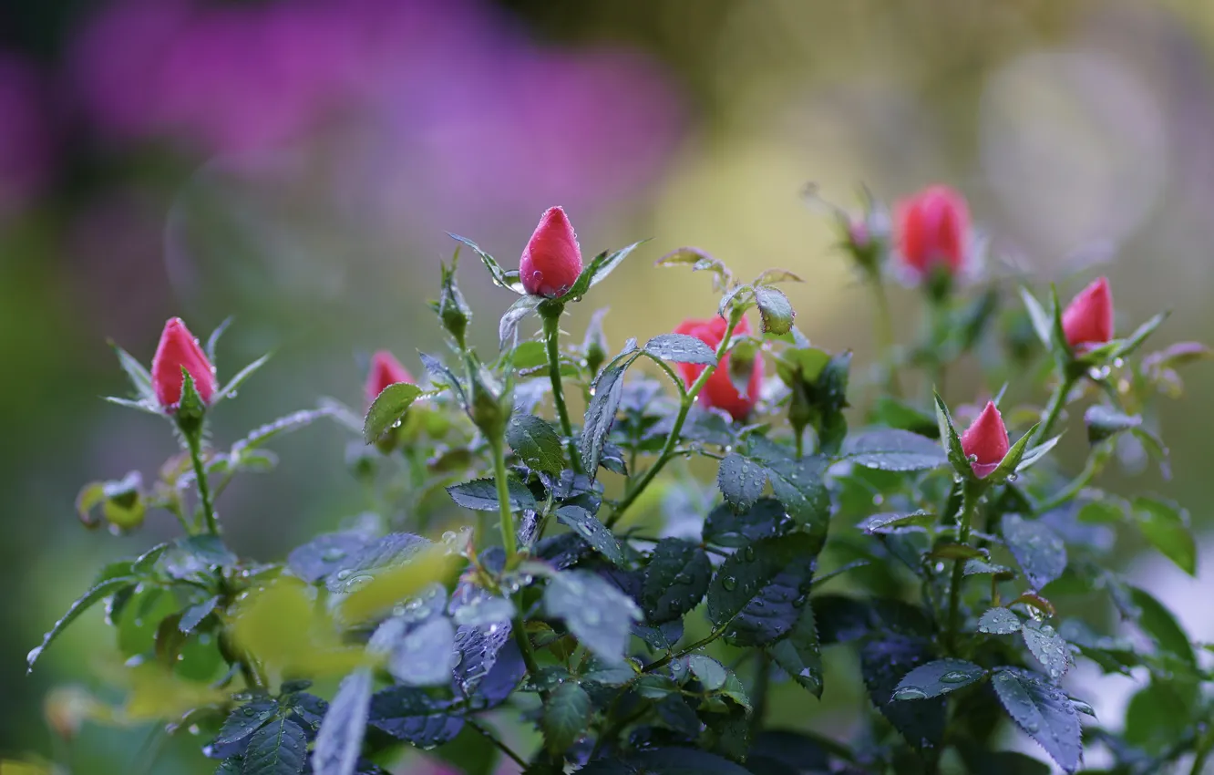 Photo wallpaper leaves, drops, flowers, roses, garden, stem, pink, buds