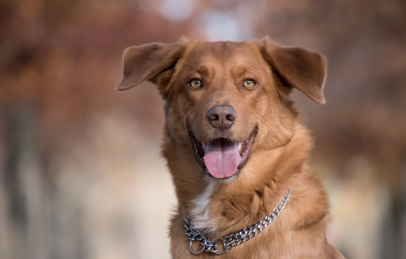 Photo wallpaper language, dog, Retriever