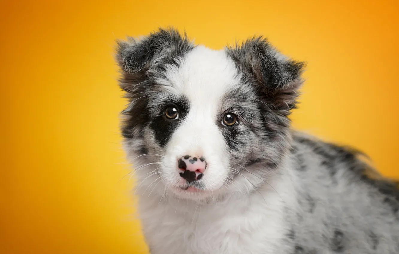 Photo wallpaper look, portrait, dog, baby, puppy, face, yellow background, the border collie