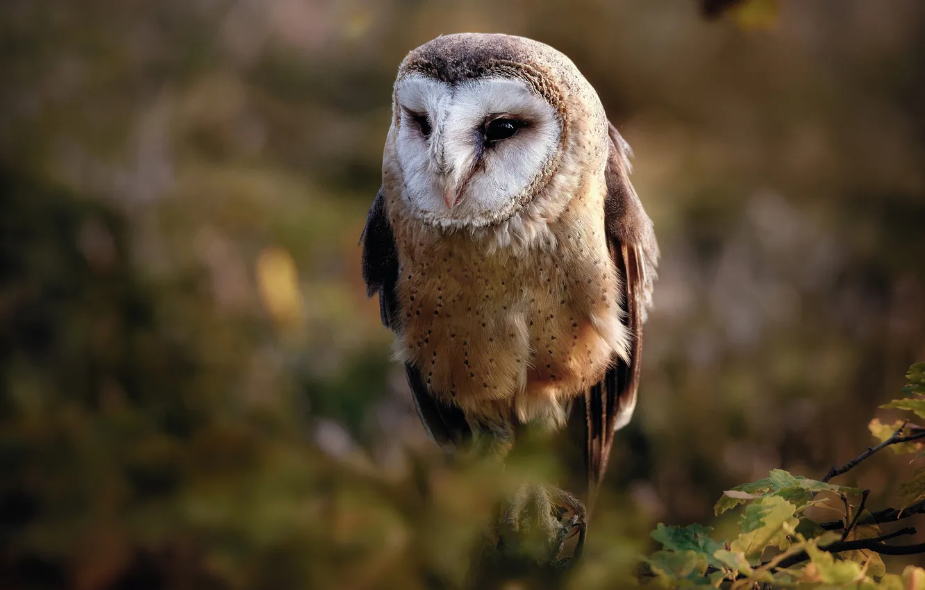 Photo wallpaper leaves, owl, bird, bokeh, the barn owl