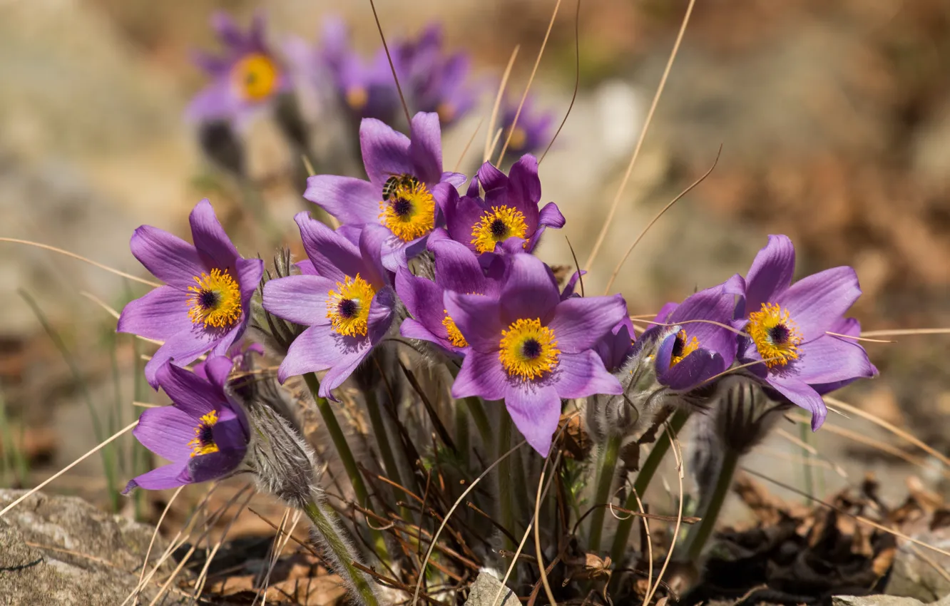 Photo wallpaper leaves, flowers, stones