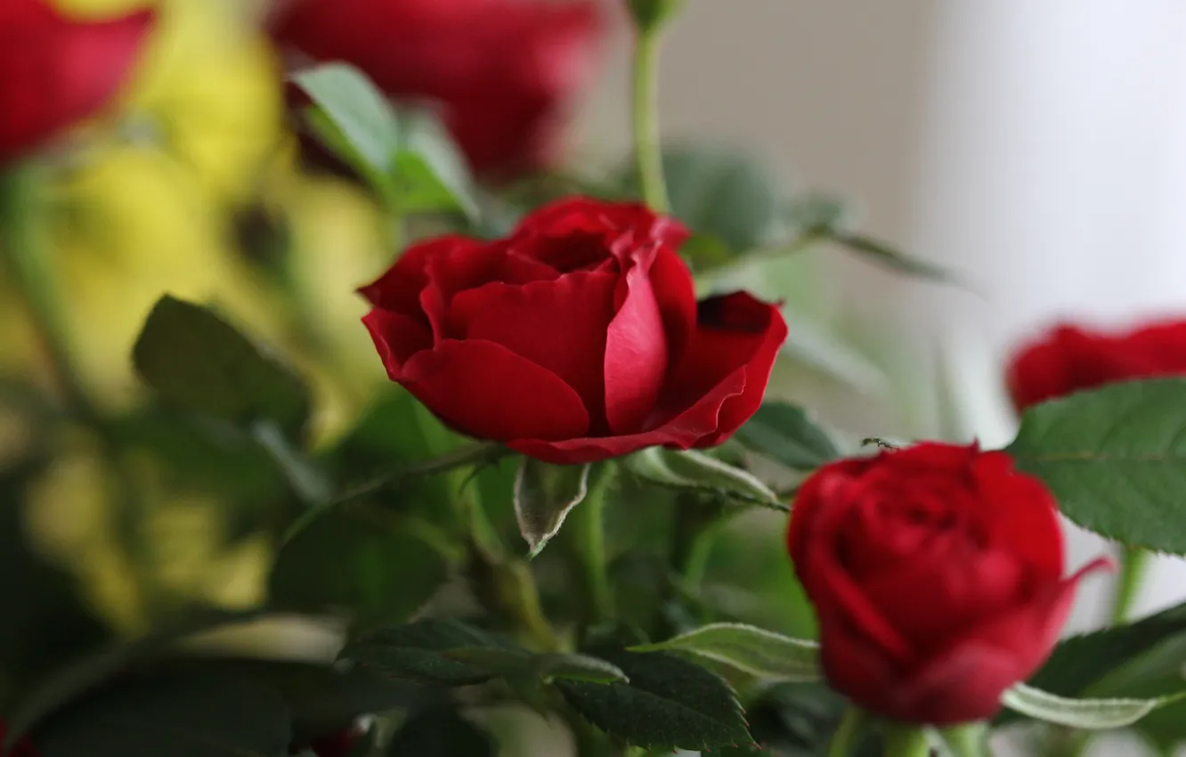 Photo wallpaper leaves, flowers, stems, roses, bouquet, red, blur, bokeh