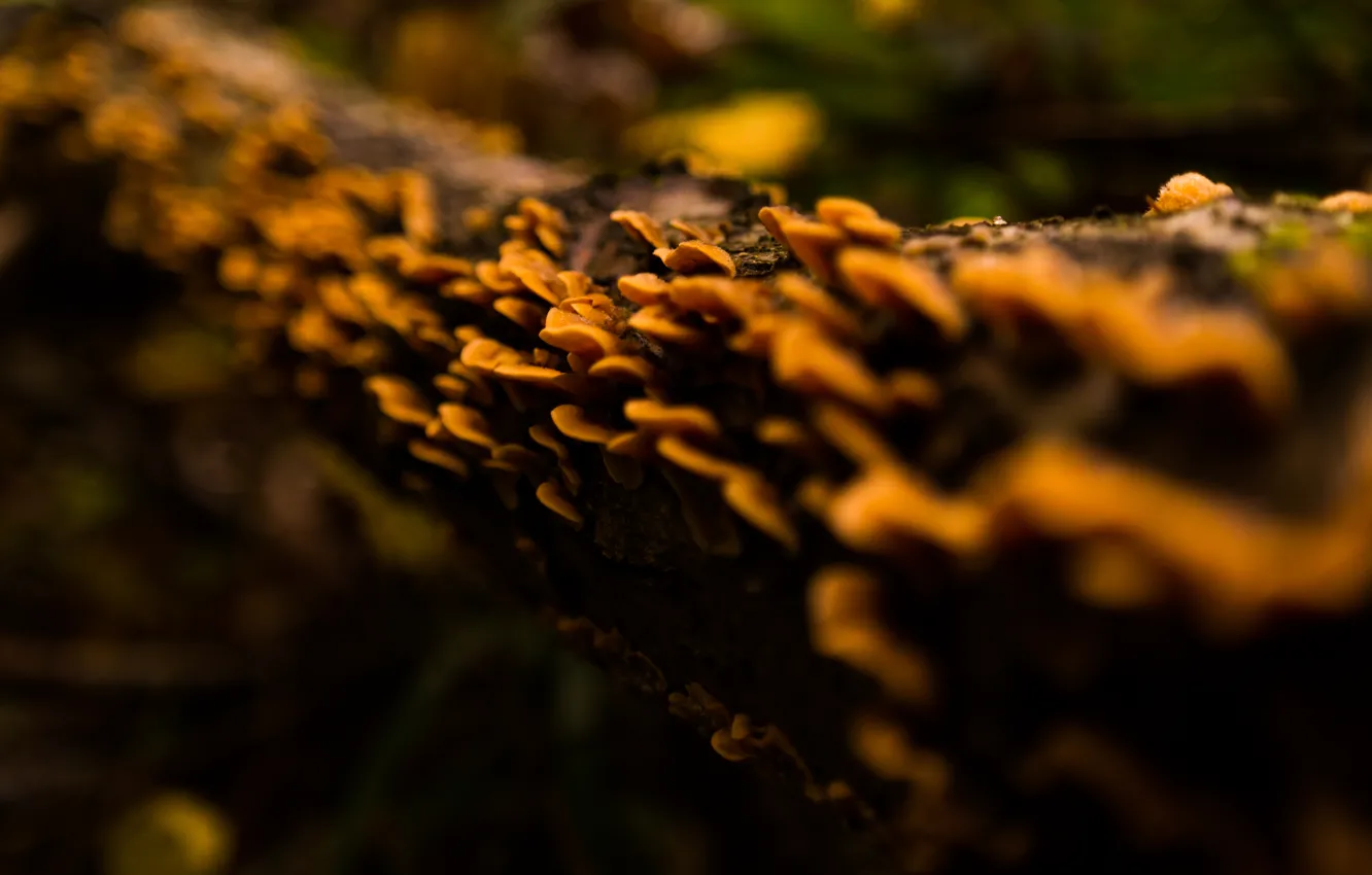 Photo wallpaper forest, nature, wood, autumn, macro, tree, Rotten, fungus