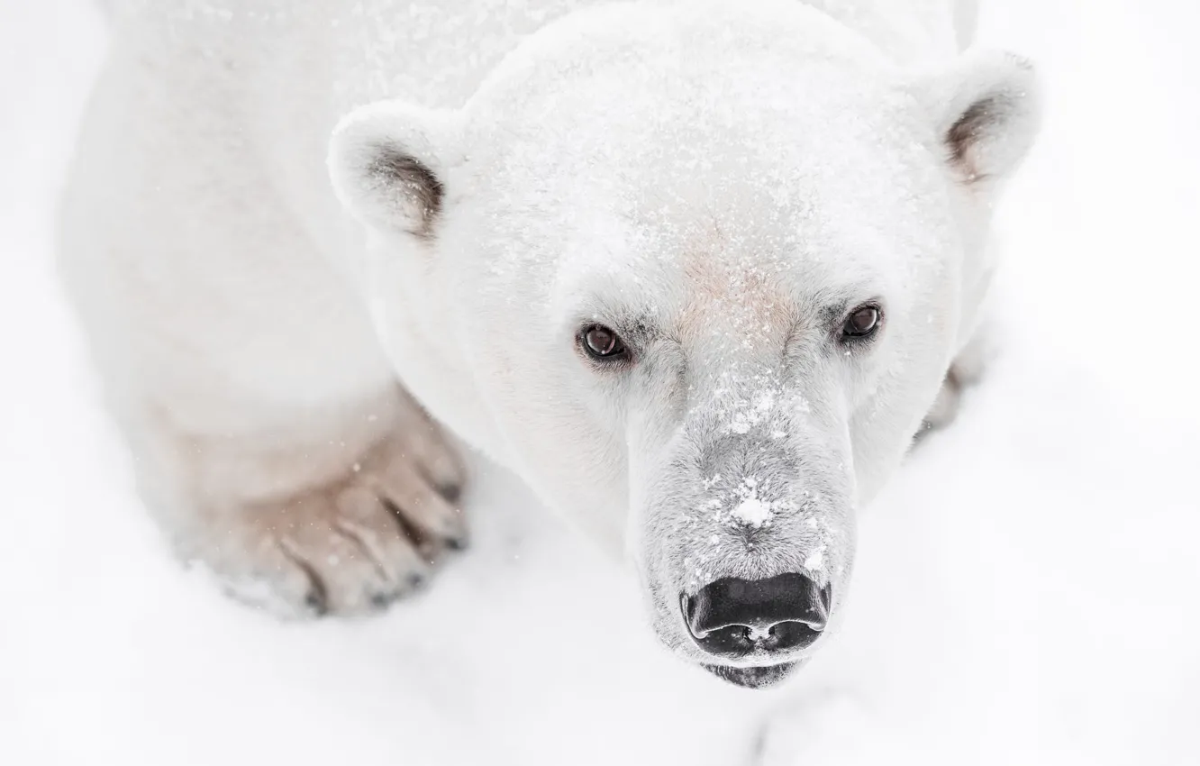 Photo wallpaper look, bear, polar bear, snow, background, winter, nature, white