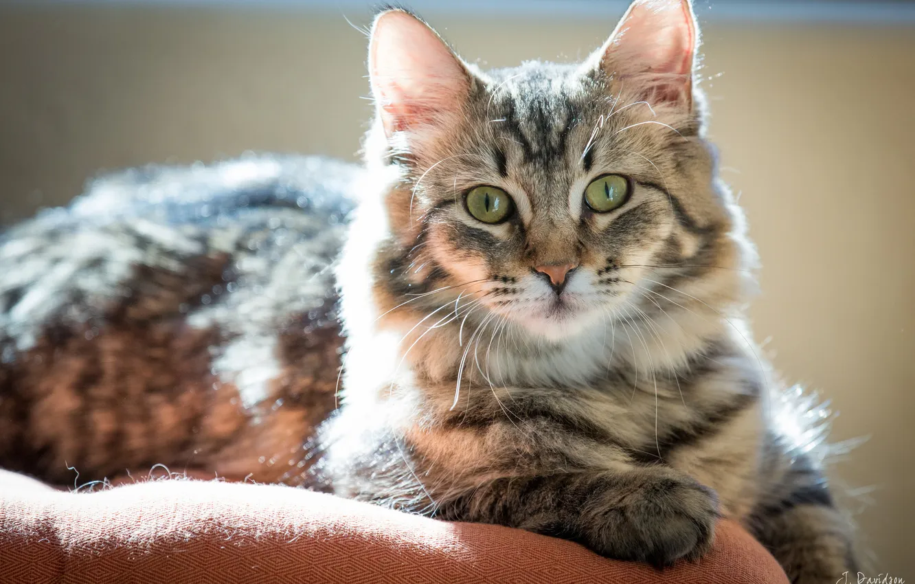 Photo wallpaper cat, cat, look