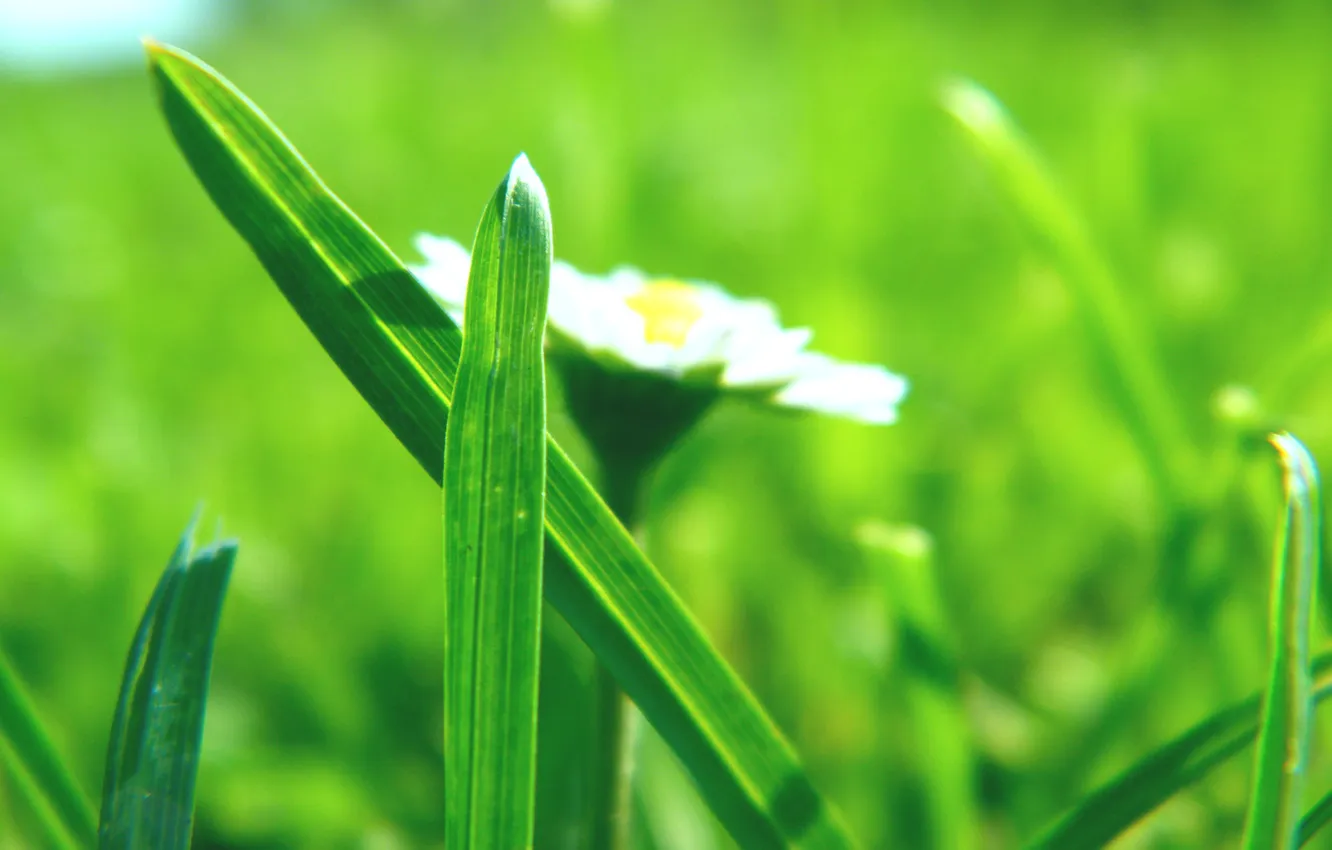 Photo wallpaper grass, macro, flowers, freshness, nature, spring, spring pictures, spring Wallpaper