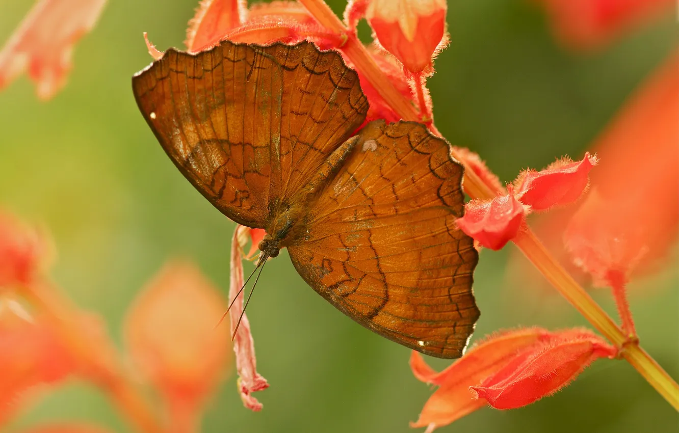 Photo wallpaper leaves, flowers, nature, butterfly, plant, wings, insect, moth
