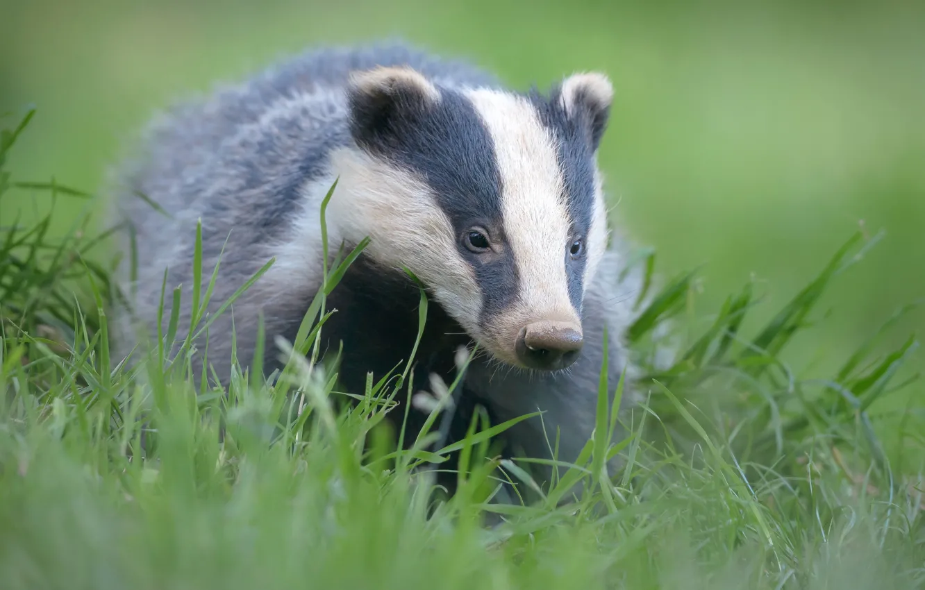 Photo wallpaper grass, look, face, close-up, green, background, animal, portrait