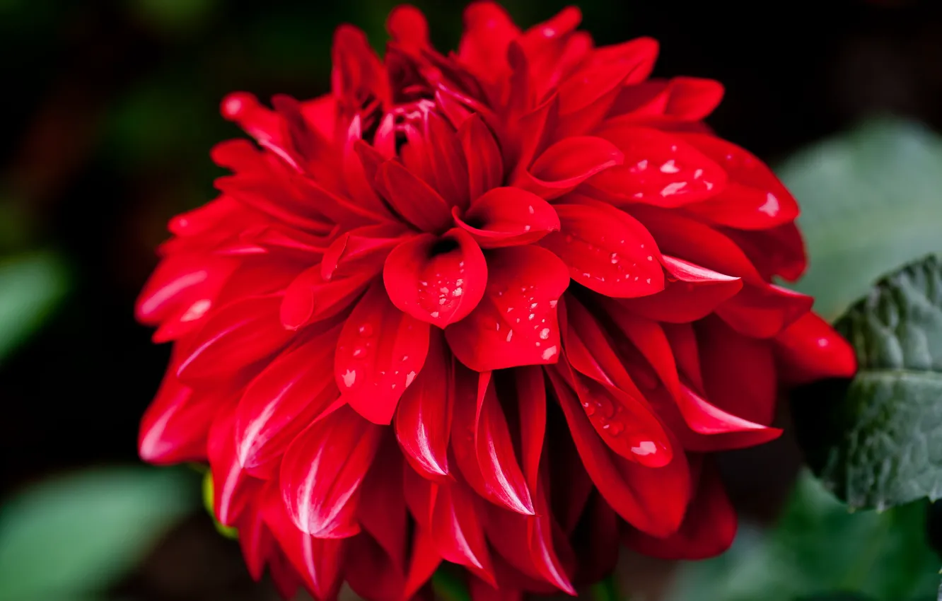 Photo wallpaper leaves, drops, macro, flowers, red, the dark background, bright, petals