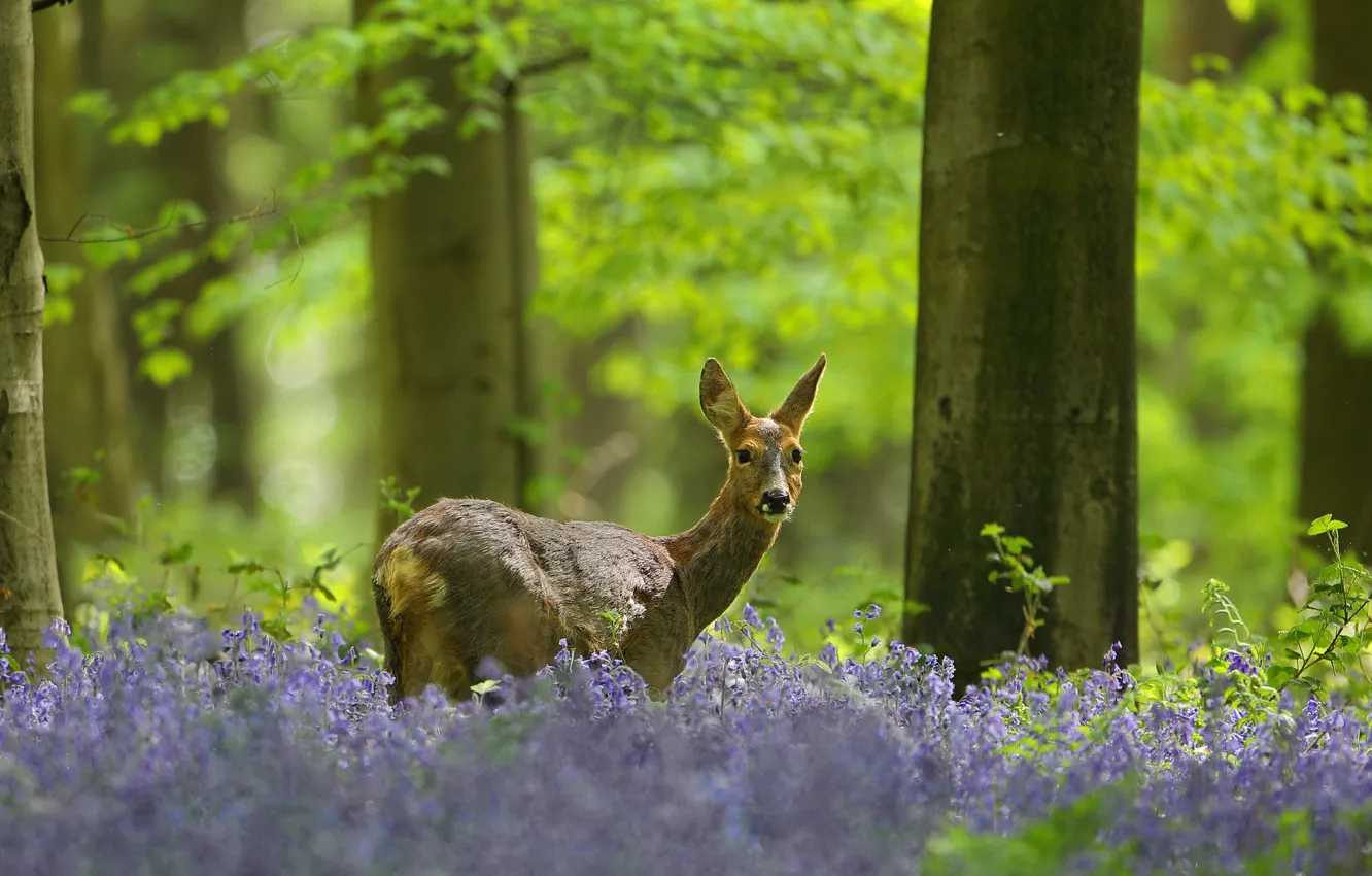 Photo wallpaper forest, flowers, bells, ROE