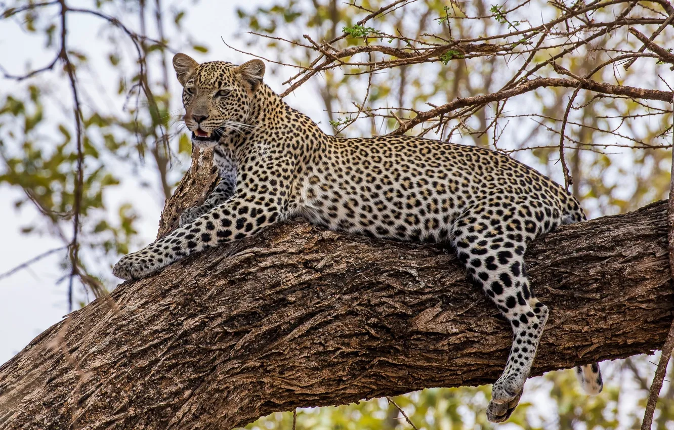 Photo wallpaper stay, predator, leopard, lies, wild cat, on the tree