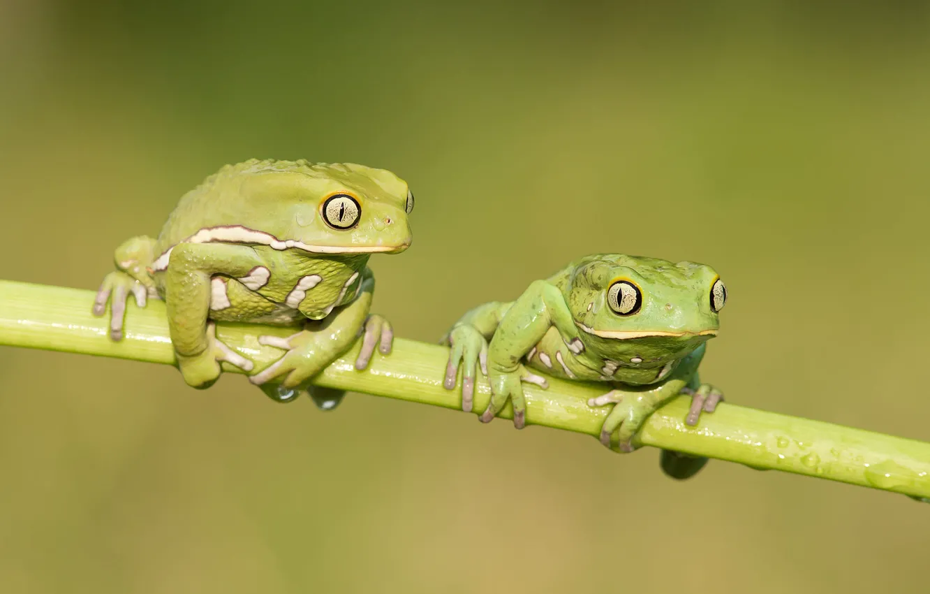 Photo wallpaper frog, stem, a couple, green background, two frogs