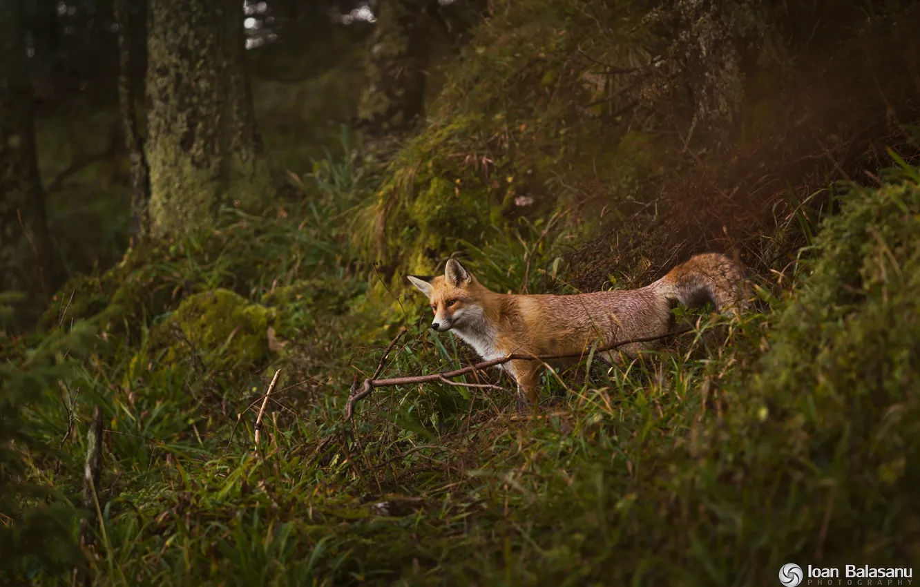 Photo wallpaper forest, nature, predator, Fox