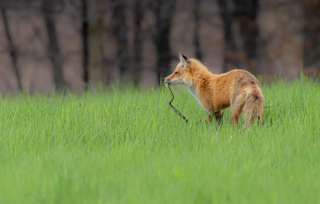 Photo wallpaper forest, grass, look, trees, pose, glade, snake, Fox