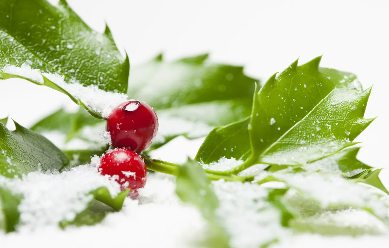 Photo wallpaper snow, berries, Holly, aquifolium