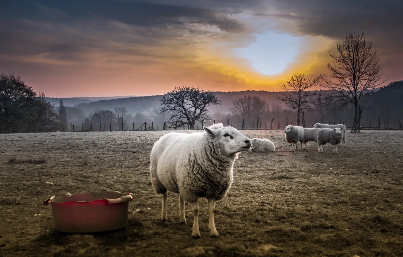 Photo wallpaper sunset, nature, sheep